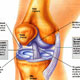 SURF NEWS SURFLINE HEALTH + FITNESS: KNEE INJURIES IN SURFING